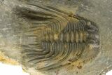 Multi-Toned Leonaspsis Trilobite With Spiny Cyphaspis #323479-1